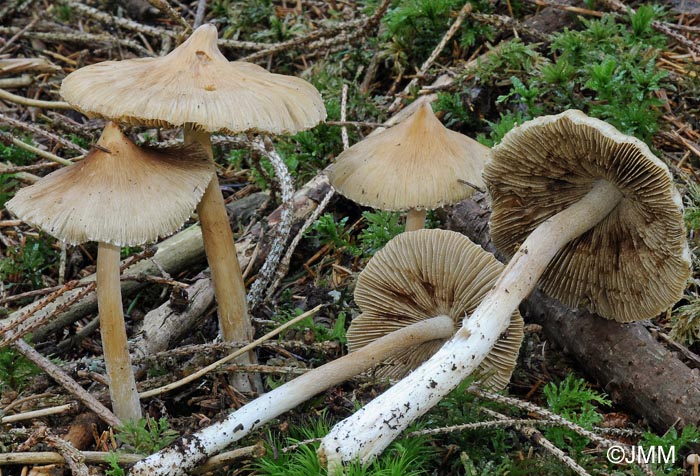 Inocybe fastigiata = Inocybe rimosa